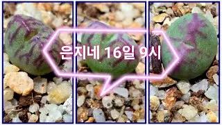 1월16일 은지네 또 한국왔어용~