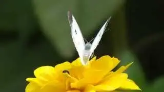 Small White butterfly (Pieris rapae crucivora)