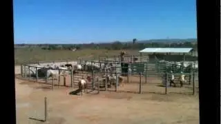 CURRAL ANTI ESTRESSE PARA BOVINOS 62-98142-4768