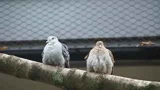 Zoo Animals Part 194: The Blue Ground Dove