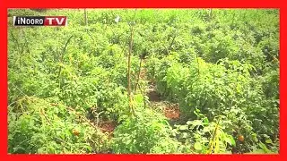 Urimi wa nyanya Kirinyaga; #MugamboWaMurimi PART 1