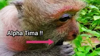 Adorable Alpha Tima Super Cute Eyes, Old Monkey Tima Has Pregnancy Look Big Belly, Tima And Timo