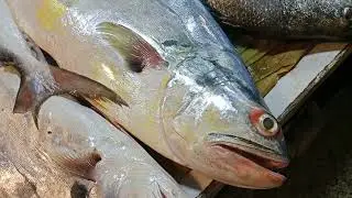 সুরমা মাছ কাটিং || The Real Surma Fish Cutting Skills || #viral #viralvideo #youtube #youtubevideo 