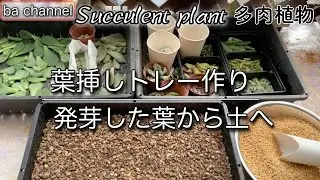 138{多肉植物} 葉挿しトレー作り💚多肉事で、もいだ葉は発芽したものから土の入ったトレーへ移動しますSucculent