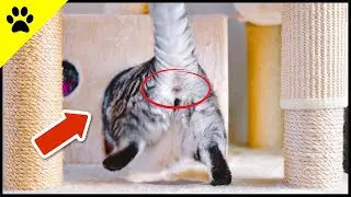 The Secret Behind Why Cats Show Their Butt (Unexpected Answer)