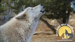 Wild Spirit Wolf Sanctuary Giving Season 2025