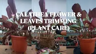 CALATHEA SILVER PLATE LEAVES & FLOWER TRIMMING|PLANTCARE TIPS