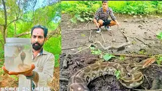 आज एक साथ दो खतरनाक सांप को रिलीज किया हमने/ SNAKEINVASAI/COBRASNAKE/PYTHO/