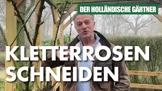 Kletterrosen schneiden nach dem Winter: Wie geht das? - Der Holl&auml;ndische G&auml;rtner
