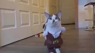 TOP 100 Pets And Funny Costumes Compilation 2017