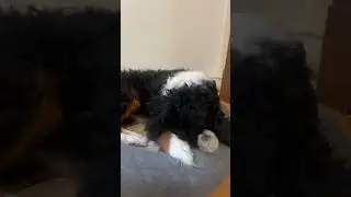 Duke&rsquo;s a firecracker when he wakes up! #dogbed #excitement #minibernedoodle #bernesemountaindogs