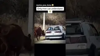 That slap 😅 #funny #memes #funnnyvideo #trynottolaugh #comedy #cow #slap #shortvideo #fyp #shorts