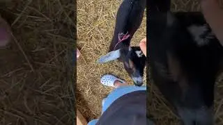 Экскурсия на ферму с козочками +7 910 4622642 #shorts