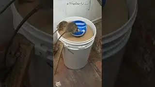 Shocking! Just cheese bait, mice drop into basket!? #cat #catandmouse #trending