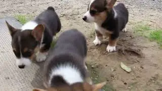 Pembroke Welsh Corgi Puppies For Sale