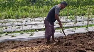 AMAZING! FARMERS TURN LAND INTO PLANTING VESSELS WITH SIMPLE TRADITIONAL TOOLS! -Agriculture Farming