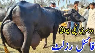 2nd round neli-ravi buffalo final result pattoki mela event|پتوکی دودھ مقابلہ|Earn from buffalo