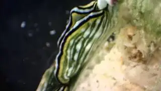 Elysia sp. browsing for food (Mollusca: Opisthobranchia)
