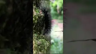 Spiky caterpillar 🇧🇷 Brazil