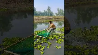 Amazing Natural Hand Fishing Technique #ytshorts #fishing #short