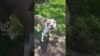 Bombastic side eye😂🐶💙#dogs #happy #dogsofyoutube #puppy #feliz #bully #amor #pitbull #shorts