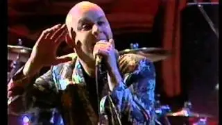 THE SCREAMING BLUE MESSIAHS   LIVE All Shook Down