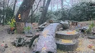 3a LIVE 🐦Birds & Forest Wildlife   Wildlife & Bird Feeder De Mortel, The Netherland