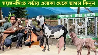 ময়মনসিংহ বর্ডার থেকে বিটল বাচ্চা সহ মা ছাগল ও বিটল পাঠা এবং তোতাপুরী ছাগল কিনুন goat farming 