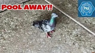 IWAN LAHAT SA TERMINATOR!!