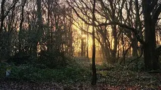 Soft Qigong Flow - including the wood element 🌳 #qigong #relax #growth #fiveelements 