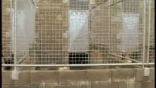 Refuxio de Bando - Adopta a un deles