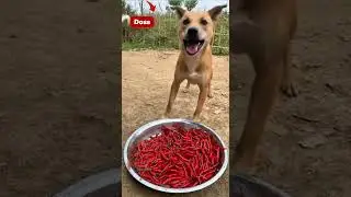 🔥Dog Regrets Eating Pig&rsquo;s Spicy Snack!😂🌶️
