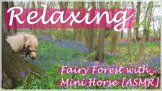 Relaxing [ASMR]: Fairy Forest with Mini Horse [HD]