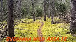 Quehanna Wild Area SE
