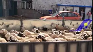 1 sheep holding pen