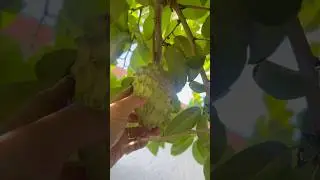 My Massive Cherimoya Tree #cherimoya #fruittrees #fruit #garden #plants #gardenplants #farm #food