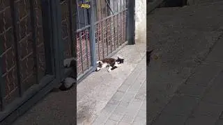 #cat #Security guard at #work. #animals
