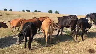 Corrientes cows Charolais Calves