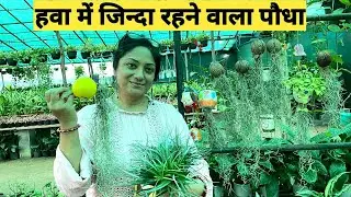 Air Plants को तेज़ी से बड़ा करने का आसान तरीका