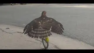 crested goshowk spread wings #shots #falconry #giaitri #xuhuong
