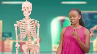How Many Bones Do We Have?