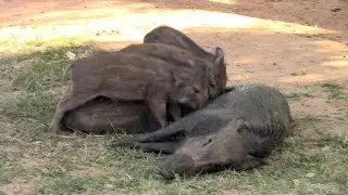 wild boar baby drinking milk from mother | Awesome Quick Wild Pig baby | イノシシ |خنزير بري  |Wildlife