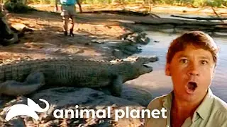 Steve Shows How to Catch A Crocodile | The Crocodile Hunter | Animal Planet
