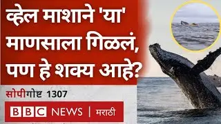 Humpback whale नं 'त्याला' गिळलं, व्हेल माणसाला खाऊ शकतात का? (BBC News Marathi)