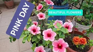 🔴 PINK HIBISCUS FLOWERS RAINING/HEAVY BLOOMING/MUSTERED CAKE FERTILIZER POWDER. 💐💐