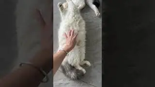 Meimei the Cat Sleeping Peacefully | Cute Cat Nap Moments #cat #cute #catnap #catsleeping #catlover