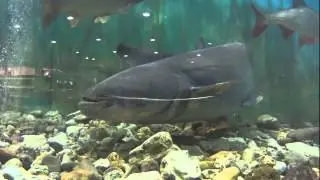 V&iacute;z alatti vil&aacute;g - Underwater world