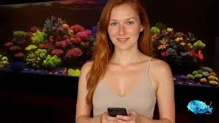 Serie: Entendiendo tu Acuario Marino 🌊 | El Fosfato, &iquest;enemigo o aliado?