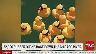 Watch: 82,000 Rubber Ducks race down the Chicago River, raising $600,000