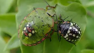 Zuidelijke groene schildwants/Southern Green Stink Bug (Nezara viridula)
